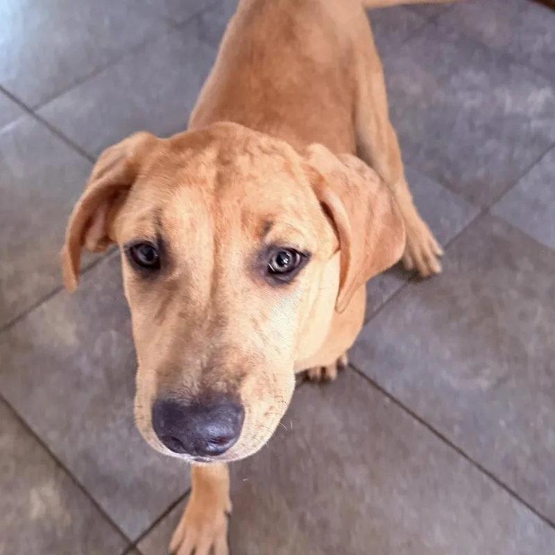 A baby extra large-sized female Yellow / Tan / Blond / Fawn Great Dane dog named Blondie for adoption in Joliet, IL
