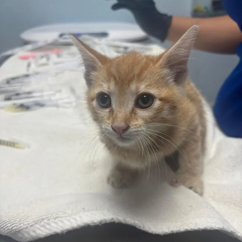 A baby small-sized male Orange / Red Domestic Short Hair cat named Bodega for adoption in Riverside, CA