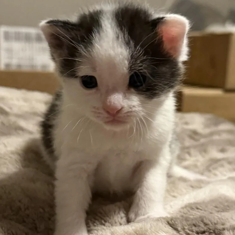 A baby small-sized male Black Domestic Medium Hair cat named Opie for adoption in Jefferson city, TN