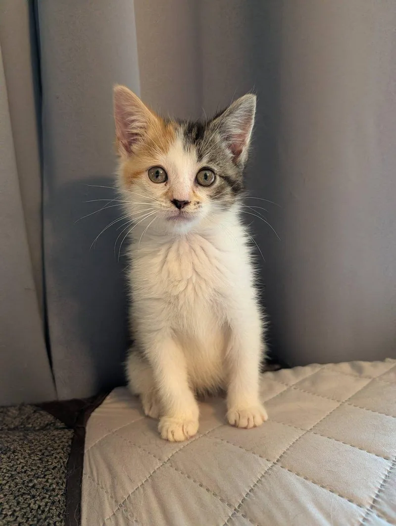 A baby medium-sized female Calico Domestic Medium Hair cat named Catnap for adoption in Davison, MI