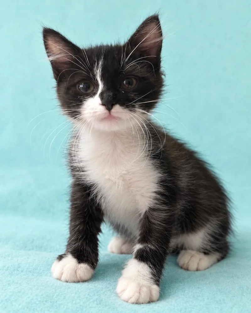 A baby small-sized male Domestic Long Hair cat named Polar for adoption in Columbia, TN