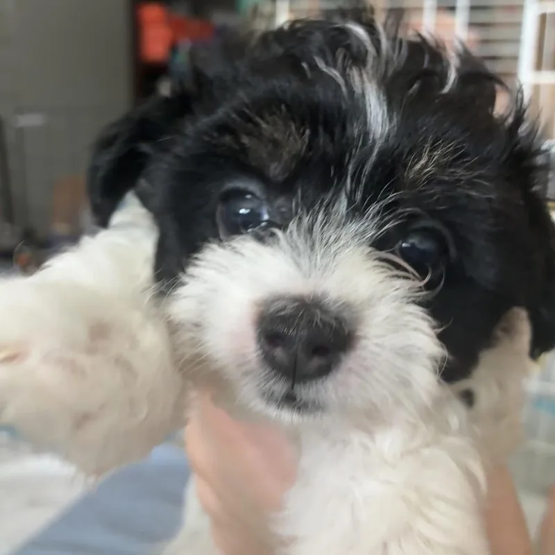 A baby small-sized female White / Cream Wire Fox Terrier dog named And Salad for adoption in Northbrook, IL