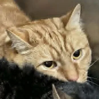 An adult large-sized male Orange / Red Domestic Short Hair cat named Highland for adoption in Shinnston, WV