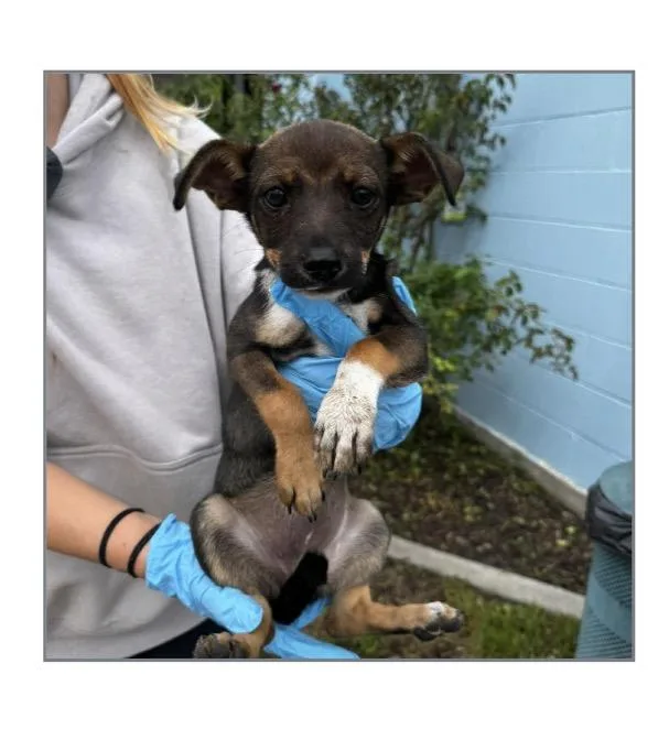 A baby small-sized female Corgi dog named Suki for adoption in Winter, WI