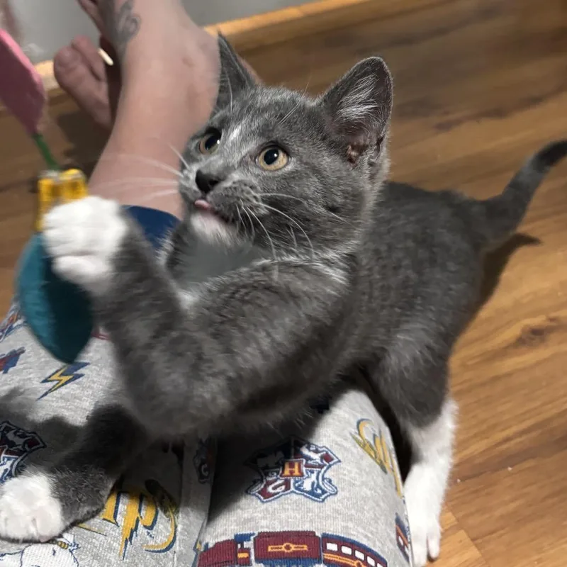 A baby small-sized female Gray / Blue / Silver Domestic Short Hair cat named Smartie Chapman for adoption in Merrifield, VA