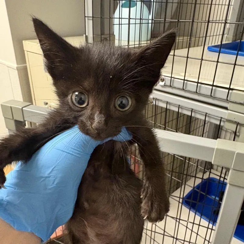 A baby small-sized male Domestic Short Hair cat named Aussie for adoption in Columbiana, AL
