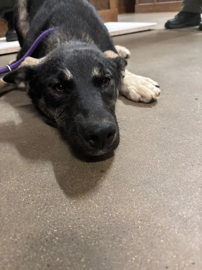 A baby medium-sized female Shepherd dog named Smoki for adoption in Douglasville, GA