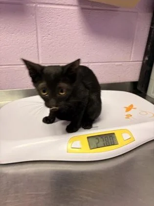 A baby small-sized female Black Domestic Short Hair cat named Big Eyes for adoption in El Paso, TX