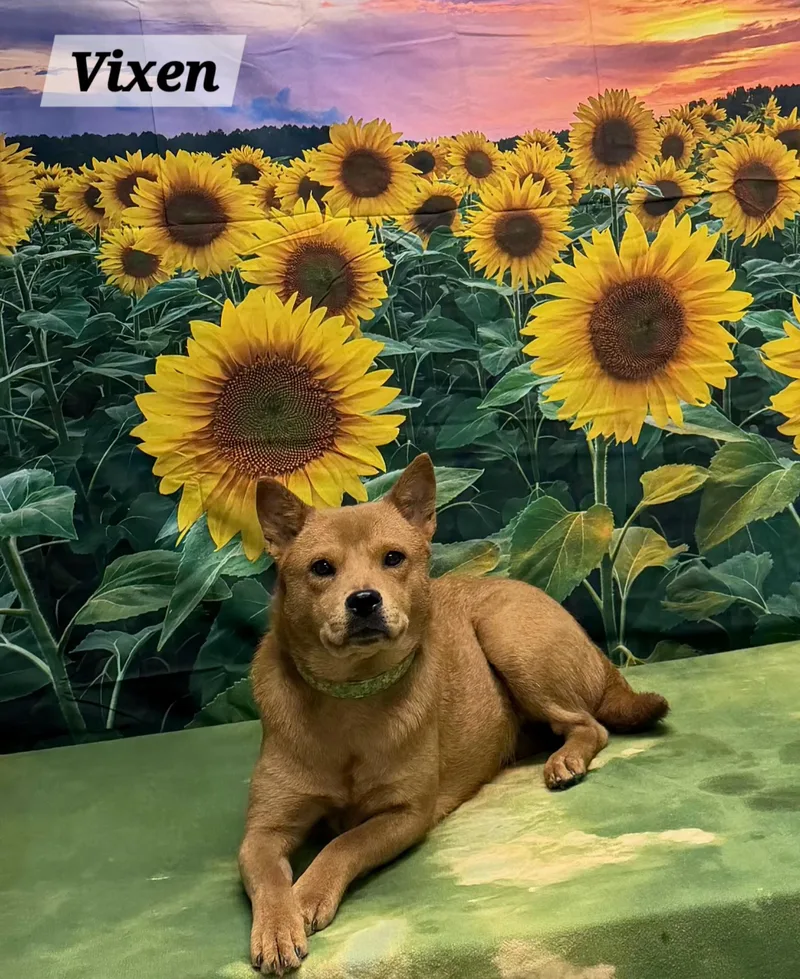 A young medium-sized female Red / Chestnut / Orange Chow Chow dog named Vixen for adoption in Urbana, OH