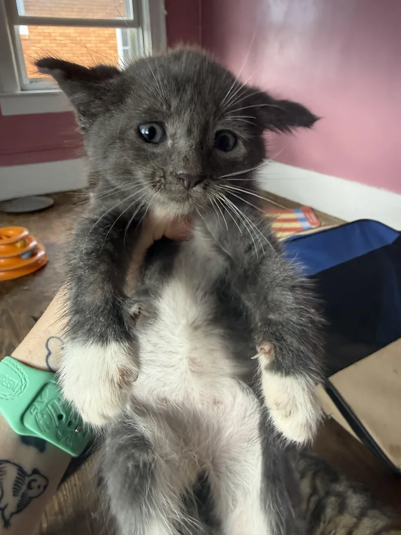 A baby small-sized male Domestic Short Hair cat named Croxetti for adoption in Bethel Park, PA