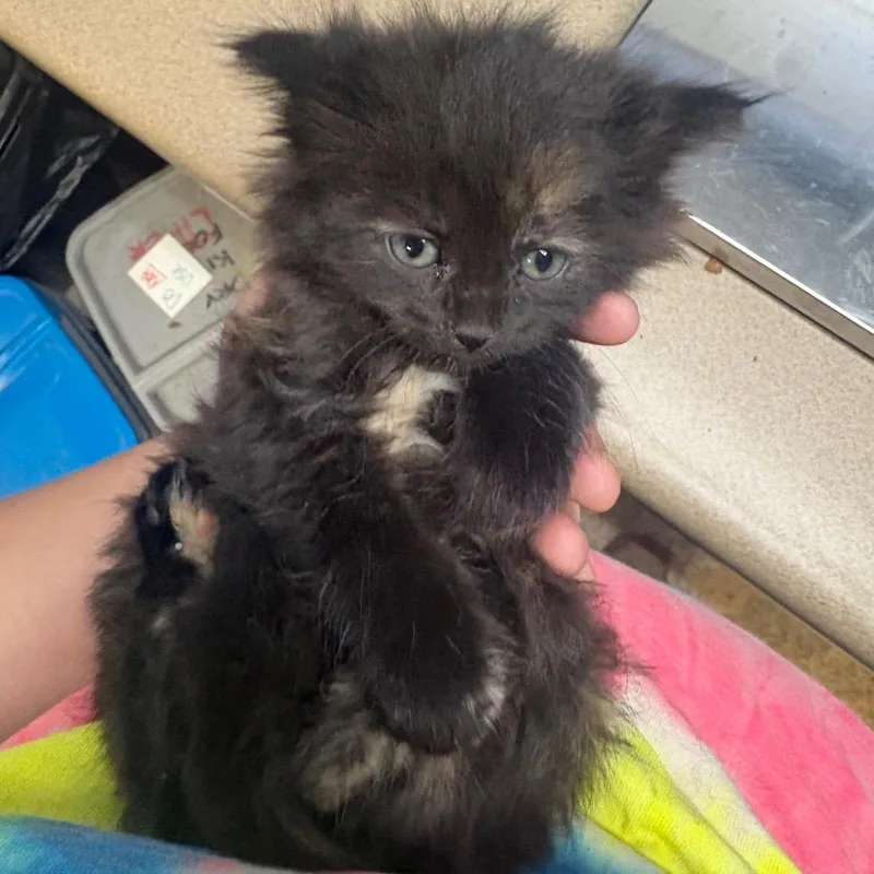 A baby small-sized female Tortoiseshell American Shorthair cat named Sriracha for adoption in Tipton, IA