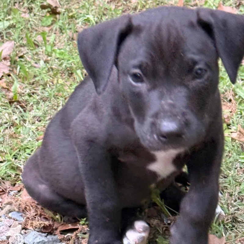 Oakley