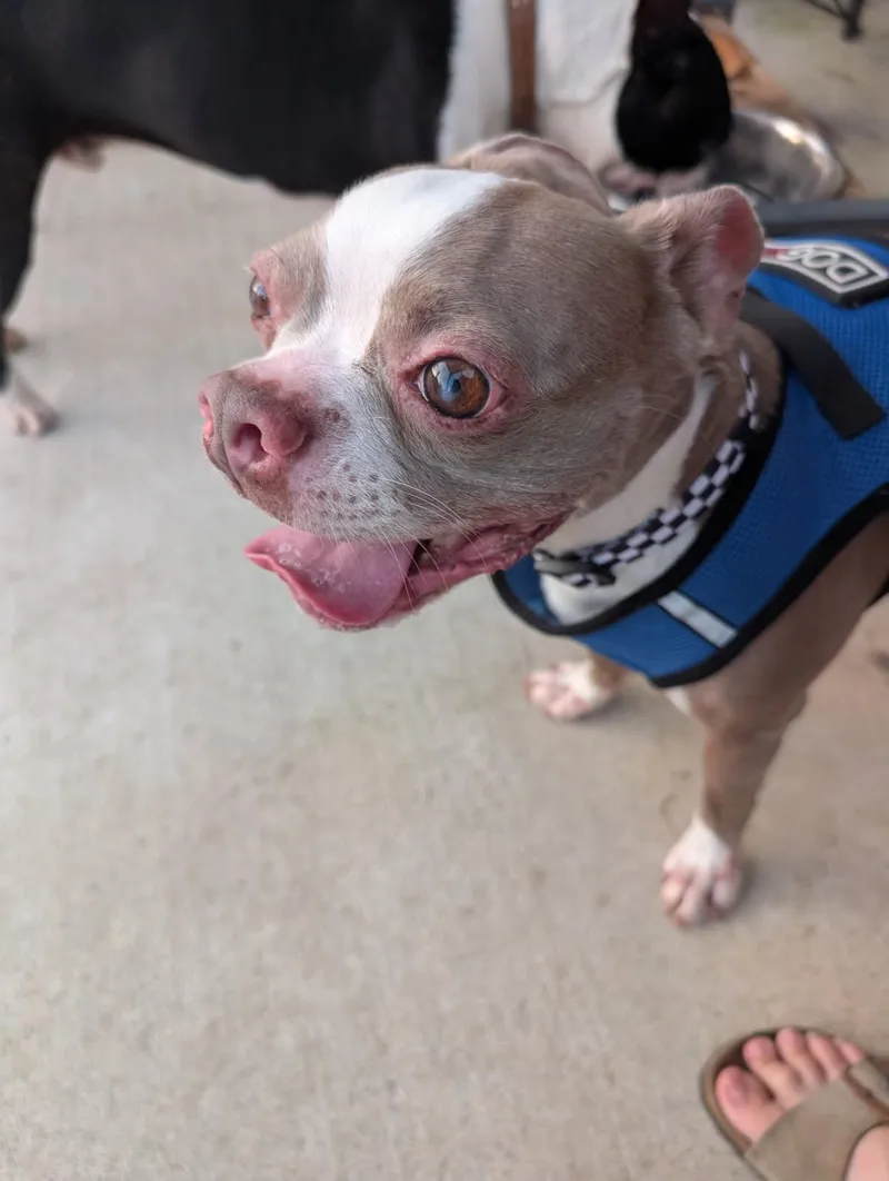 An adult medium-sized male Boston Terrier dog named Van Gogh aka Vanny for adoption in Van Vleck, TX