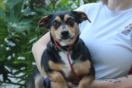 An adult small-sized male Terrier dog named Mr. Kane for adoption in Brunswick, GA
