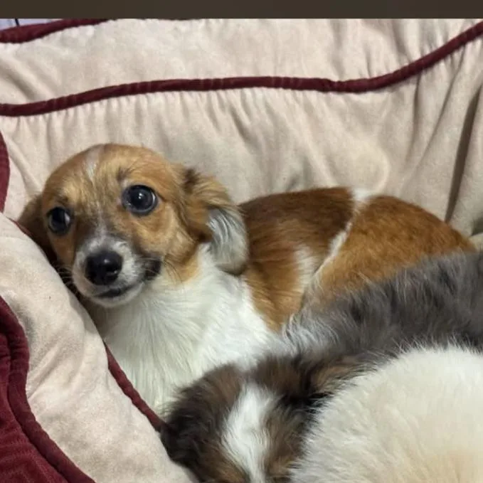 A baby small-sized female Brown / Chocolate Miniature Dachshund dog named Chai for adoption in West Plains, MO