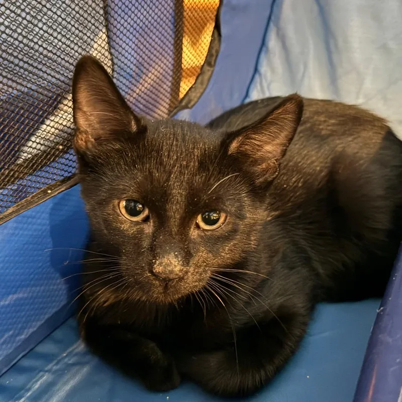 A baby small-sized male Black Domestic Short Hair cat named Tarragon for adoption in Chicago, IL