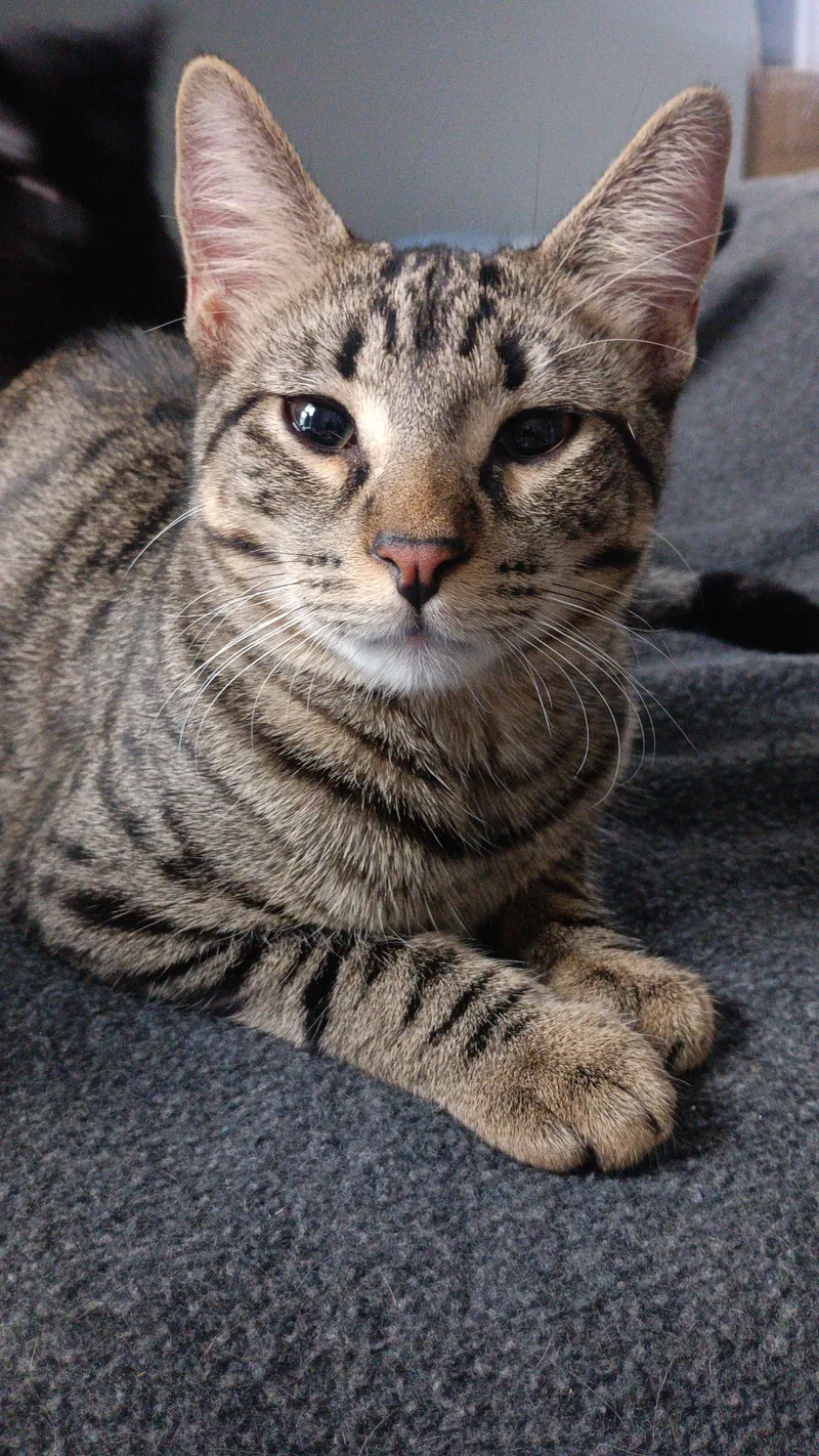 A young large-sized male Tabby (Gray / Blue / Silver) Domestic Short Hair cat named Sassafras for adoption in Milwaukee, WI