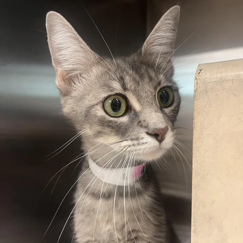 An adult medium-sized female Gray / Blue / Silver Domestic Short Hair cat named Queen for adoption in Hattiesburg, MS