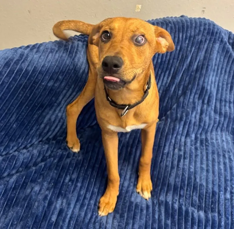 A baby large-sized female Golden Shepherd dog named Gypsy for adoption in Van Nuys, CA