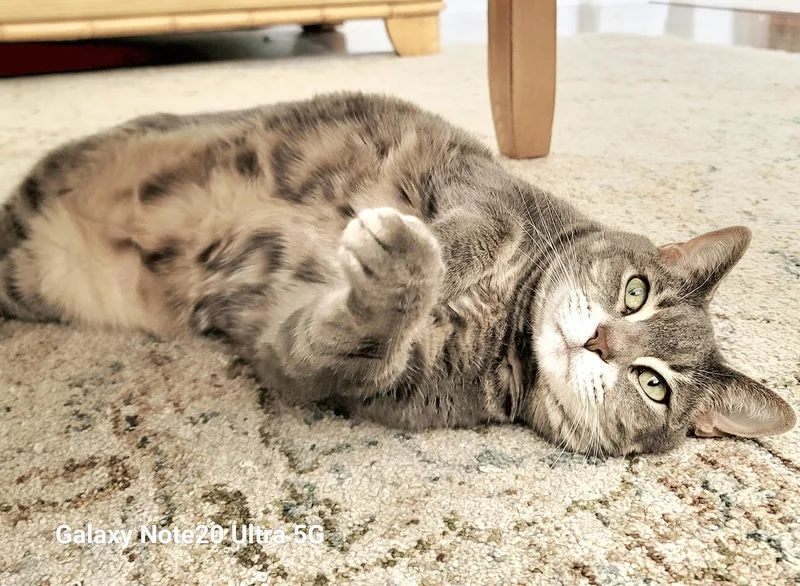 An adult medium-sized female Domestic Short Hair cat named Lolawsupplies Video for adoption in Port Orange, FL