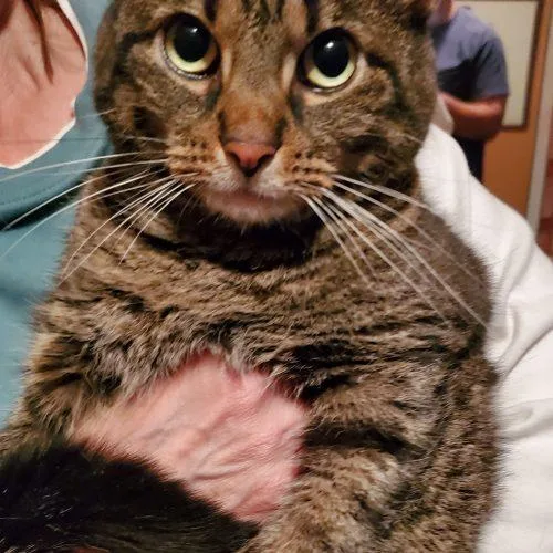 An adult medium-sized male Tabby (Brown / Chocolate) Domestic Short Hair cat named Rowdy for adoption in Fishers, IN