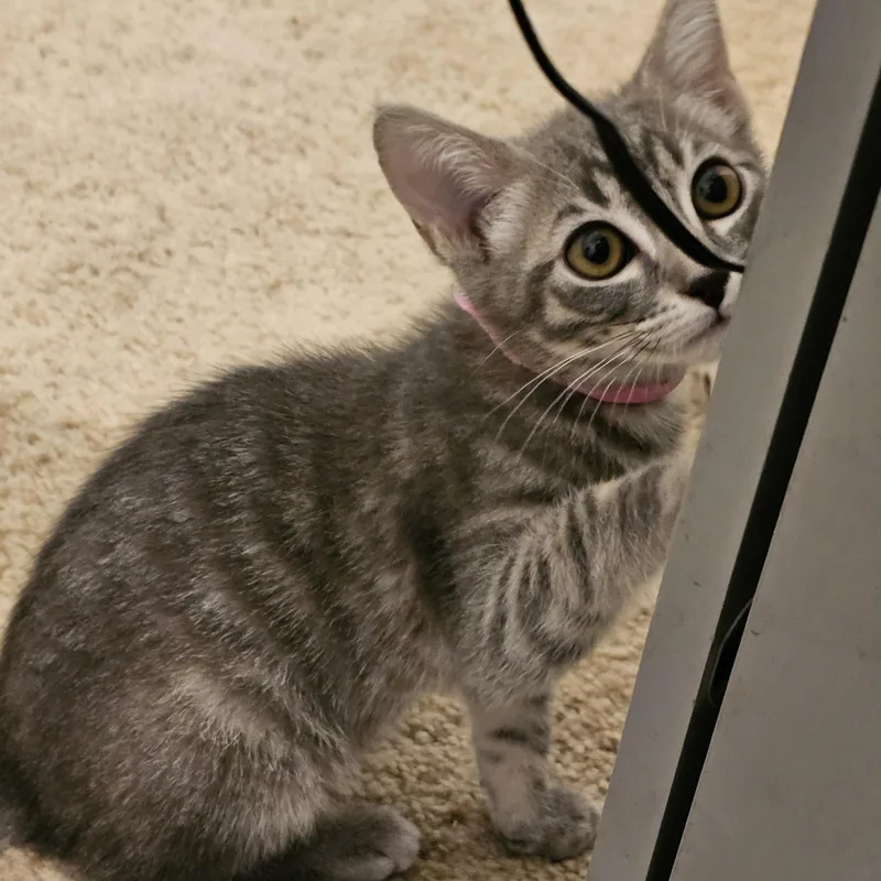 A baby medium-sized female Tabby (Gray / Blue / Silver) Tabby cat named Bella Lovely Little for adoption in Hoquiam, WA