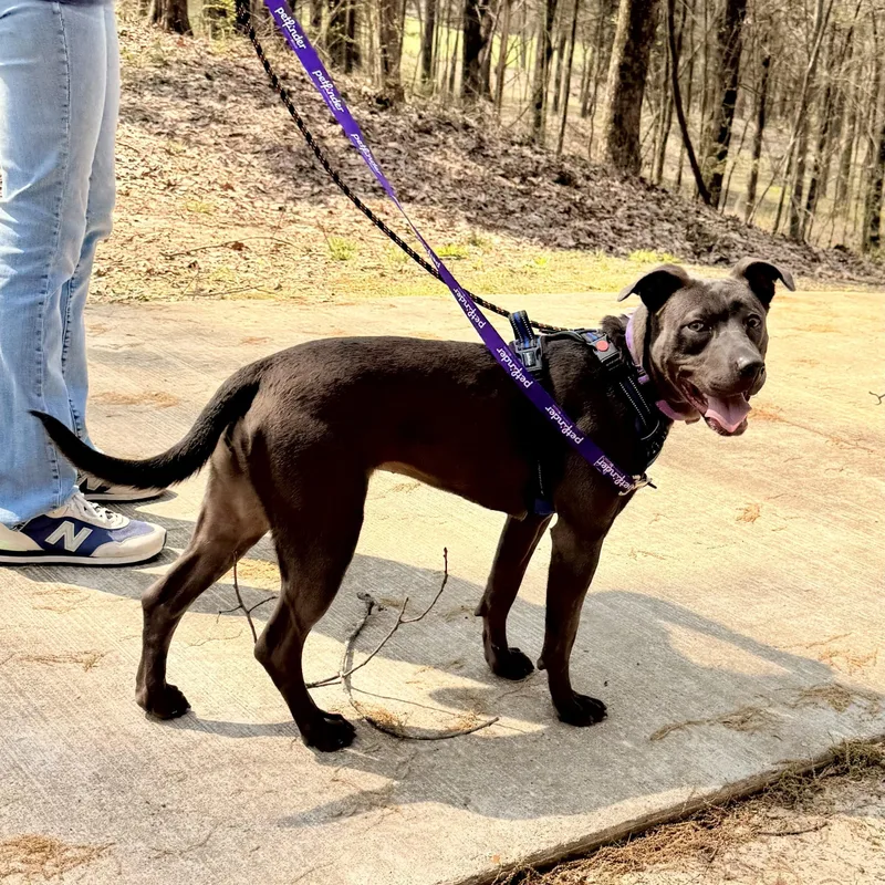 A young medium-sized female Gray / Blue / Silver Pit Bull Terrier dog named Sylvia for adoption in Tunica, MS