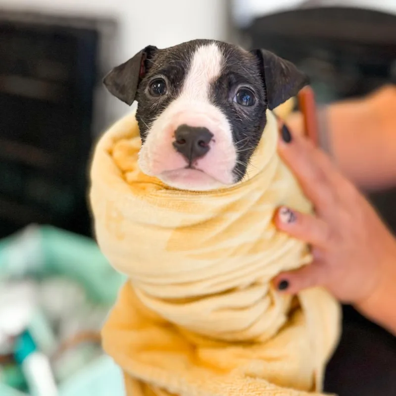 A baby small-sized female Black Mixed Breed dog named Maple for adoption in Springboro, OH
