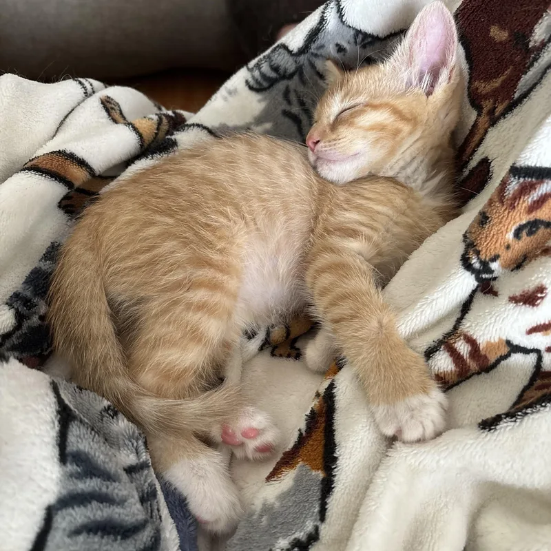 A baby medium-sized male Tabby (Orange / Red) Domestic Short Hair cat named Patrick Star for adoption in Scranton, PA
