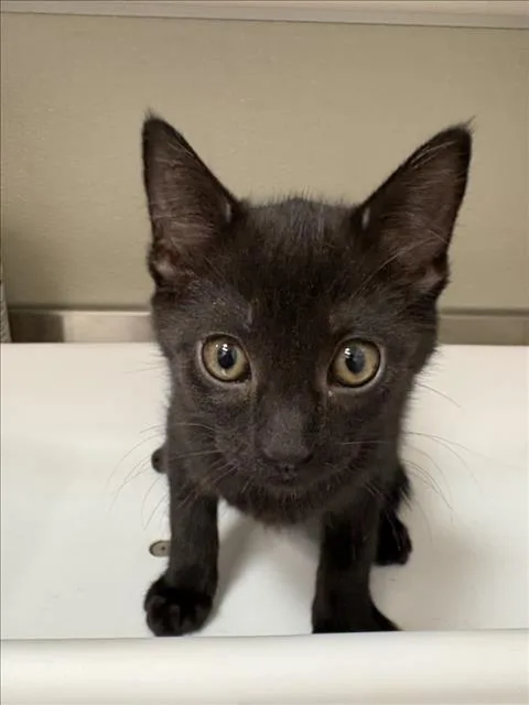 A baby small-sized male Domestic Short Hair cat named Jerry for adoption in Tracy, CA