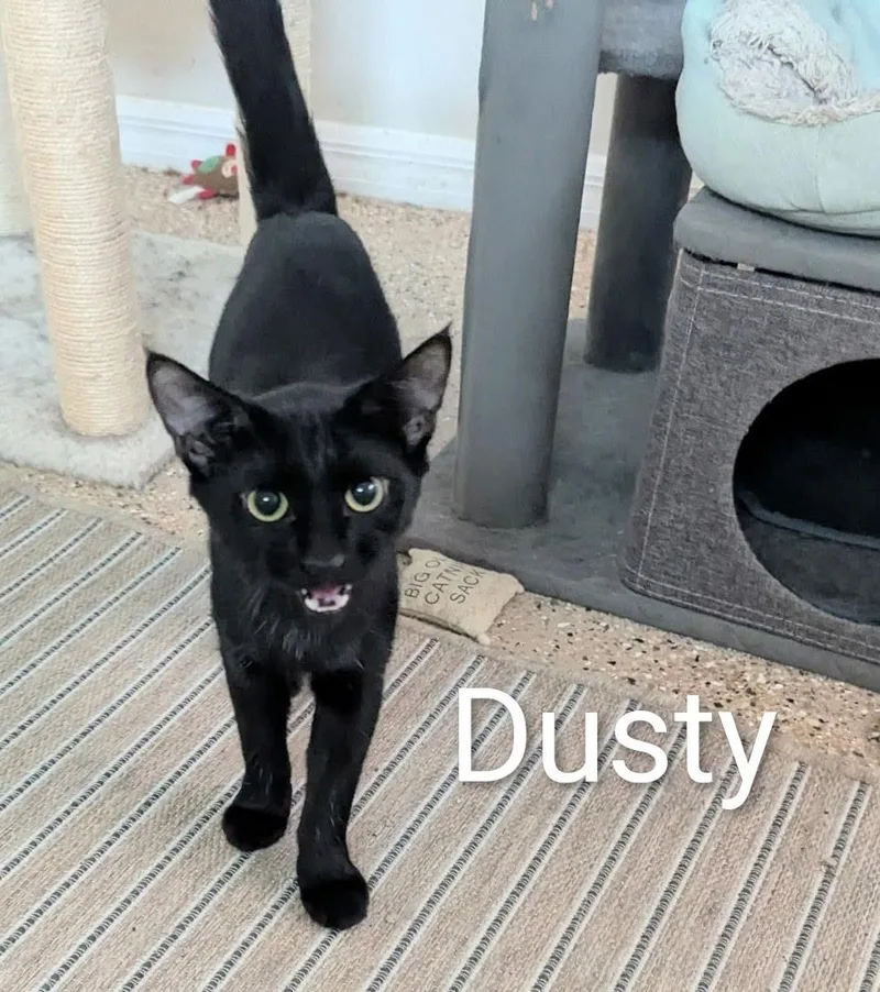 A young large-sized male Black Domestic Short Hair cat named Dusty for adoption in Fort Myers Beach, FL
