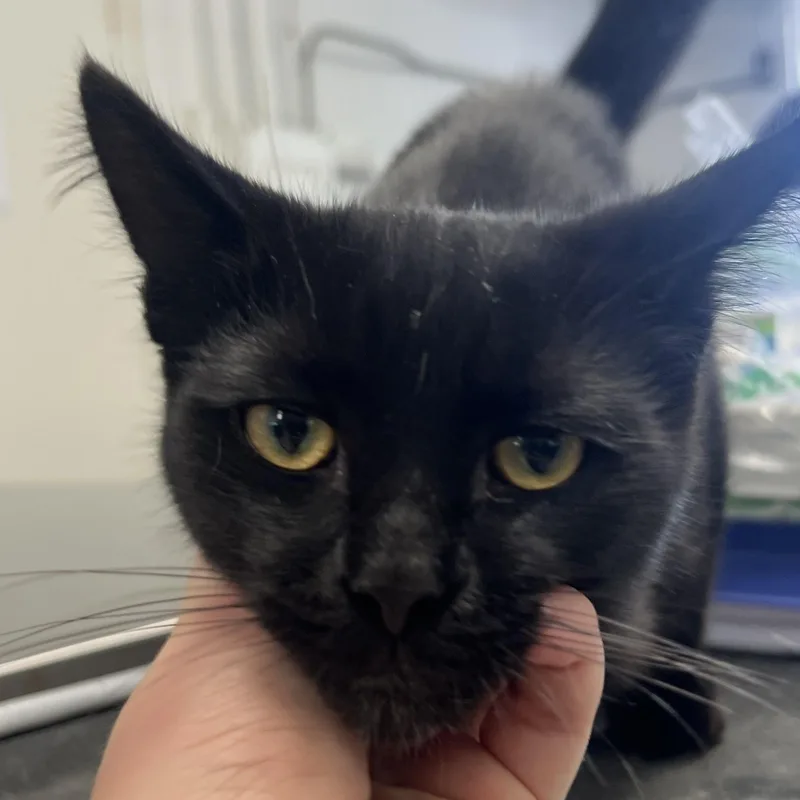 A young medium-sized male Black Domestic Short Hair cat named Rooter for adoption in Mount Pleasant, MI