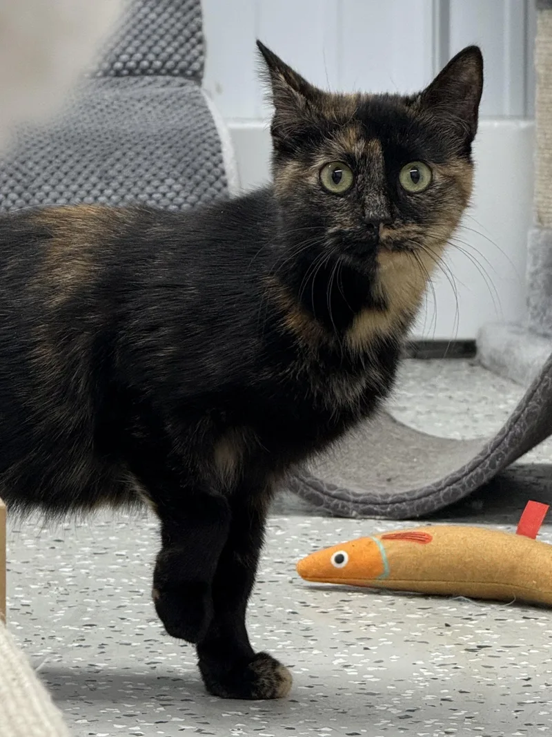 An adult medium-sized female Tortoiseshell Domestic Short Hair cat named Apache for adoption in Wautoma, WI