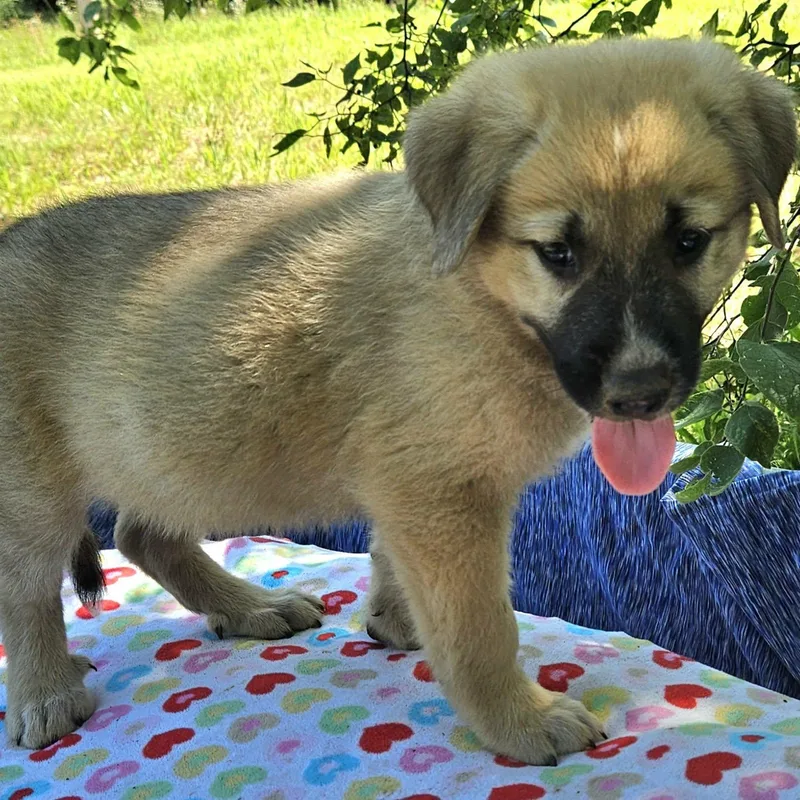 A baby large-sized male Yellow / Tan / Blond / Fawn Shepherd dog named Pippin for adoption in Pelham, NH