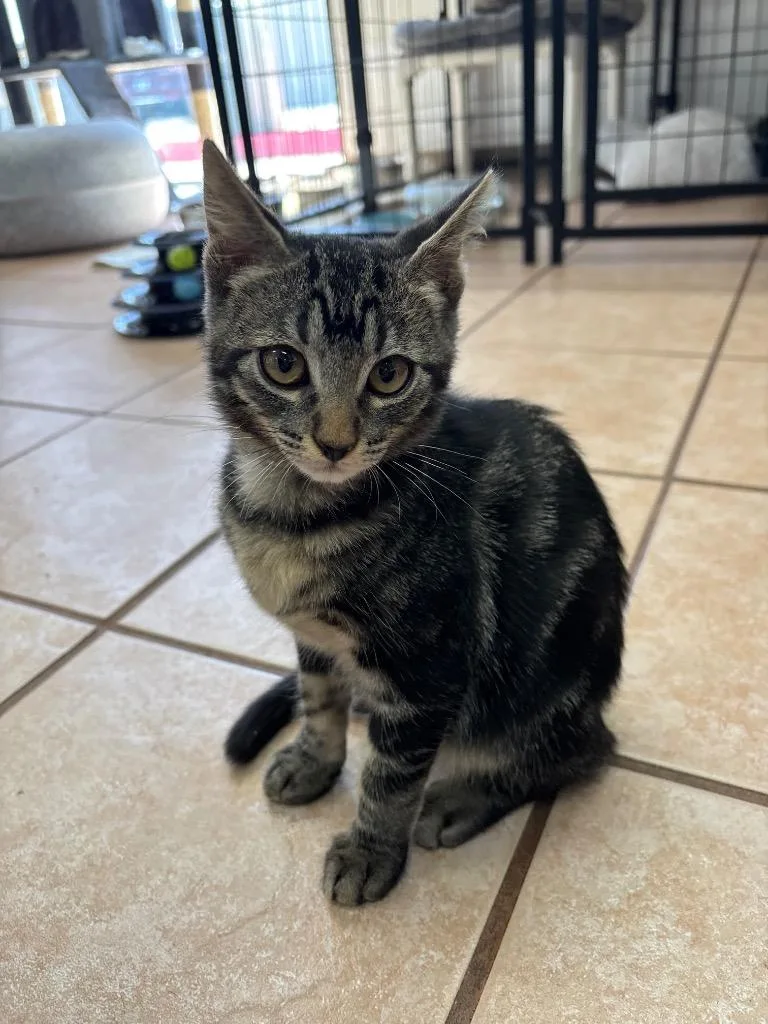 A baby medium-sized male Domestic Short Hair cat named Luca for adoption in Peoria, AZ