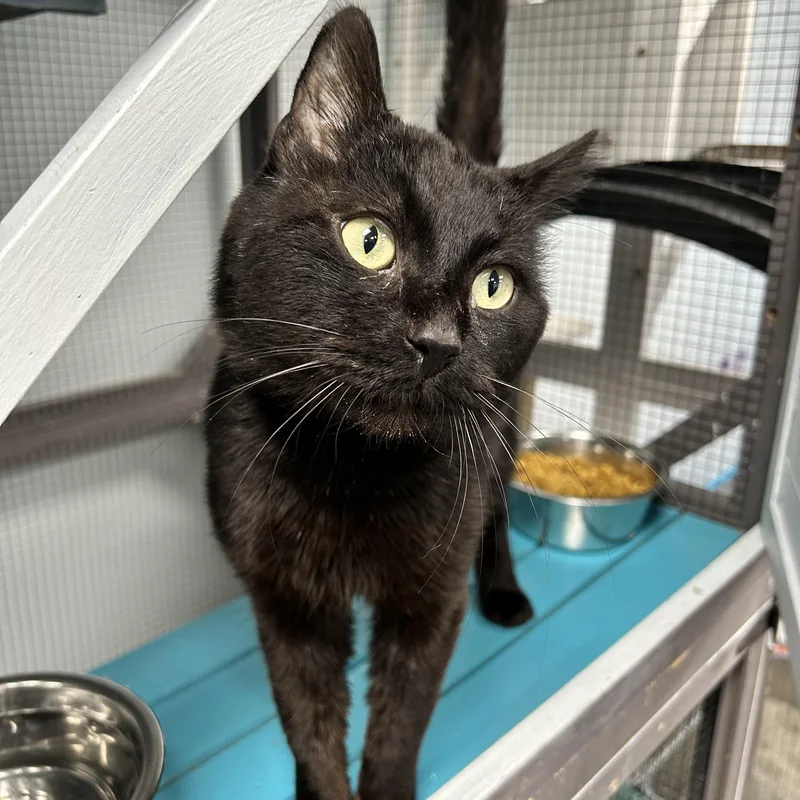 A young medium-sized male Domestic Short Hair cat named Igris for adoption in Grand Rapids, MI