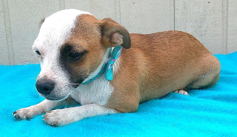 A baby small-sized male Golden Jack Russell Terrier dog named Merlin for adoption in San Antonio, TX