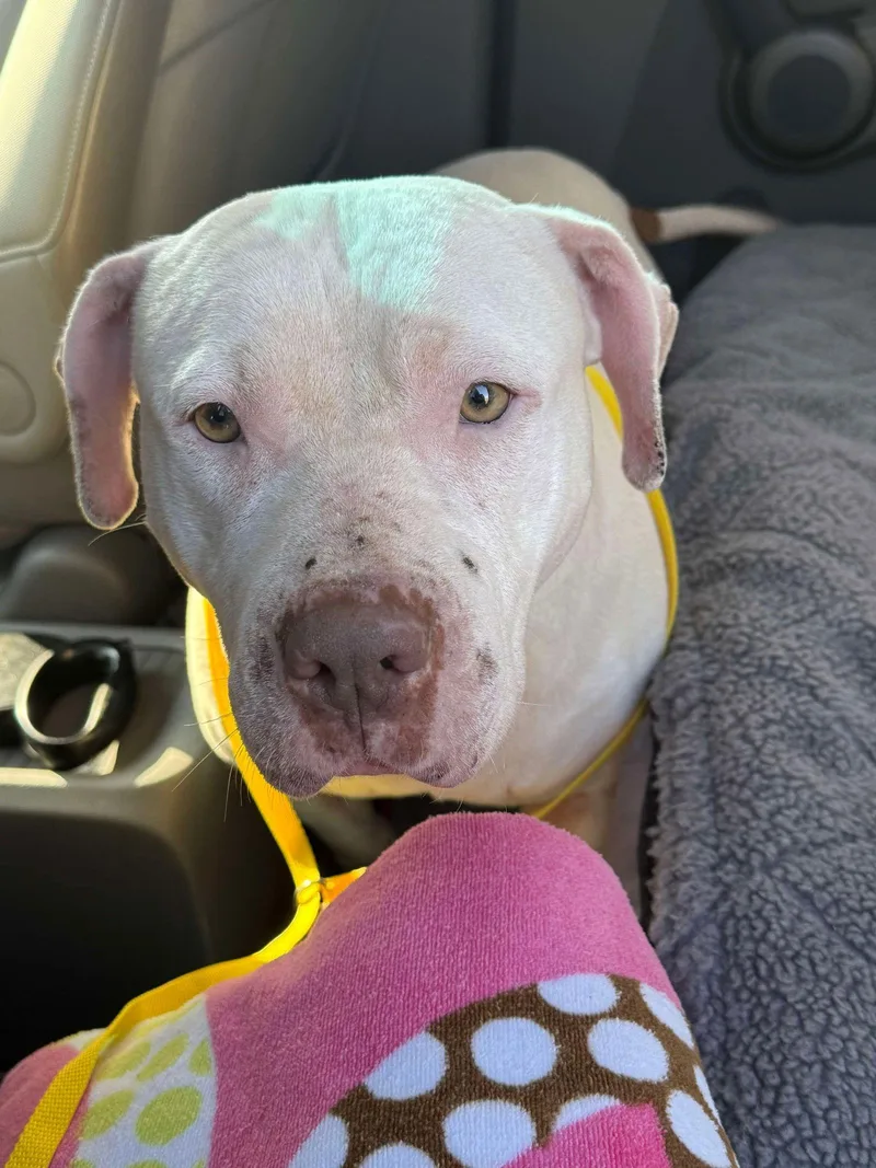 Sadie Mae thumbnail 2