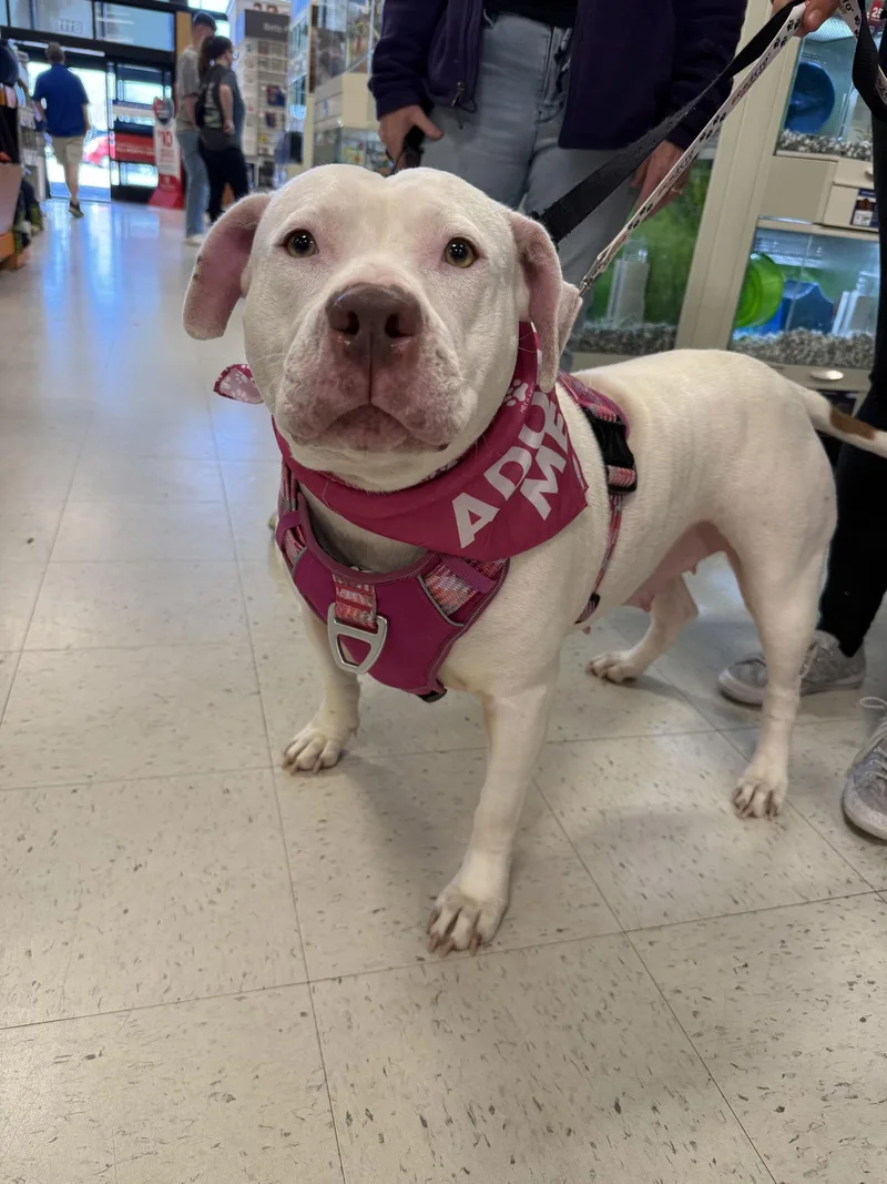 Sadie Mae thumbnail 4