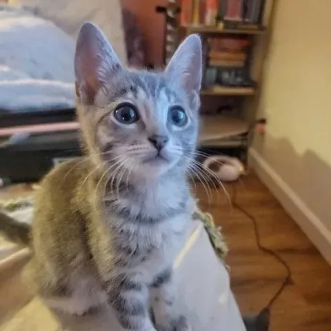 A baby small-sized female Tabby (Gray / Blue / Silver) Tabby cat named Jupiter for adoption in Mesa, AZ