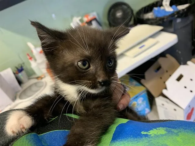 A baby small-sized male Domestic Short Hair cat named Saffron for adoption in Grand Prairie, TX