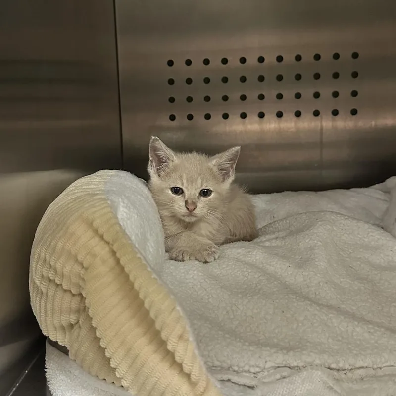 A baby small-sized male Buff / Tan / Fawn Domestic Short Hair cat named Zizzle for adoption in Austin, TX