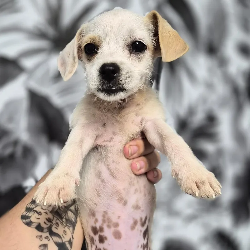 A baby small-sized female White / Cream Norfolk Terrier dog named Luna for adoption in Wahiawa, HI