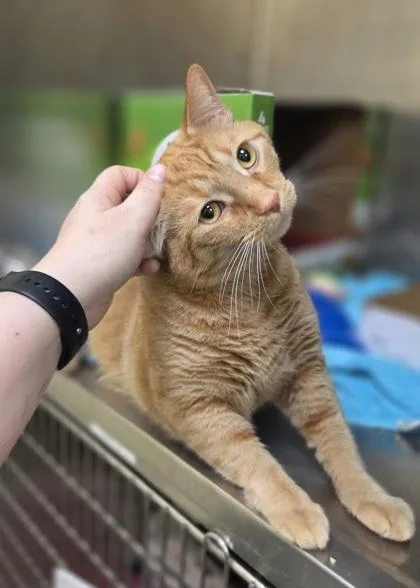 An adult extra large-sized male Domestic Short Hair cat named Beefaroni for adoption in Westland, MI