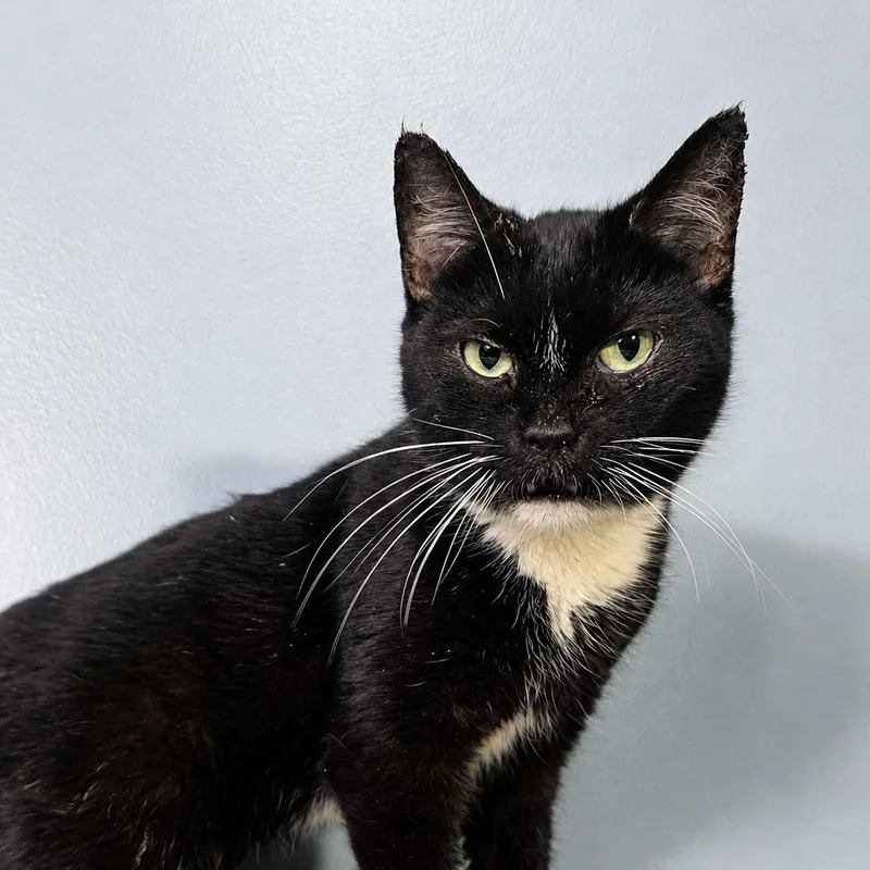 An adult medium-sized female Black & White / Tuxedo Tuxedo cat named Star for adoption in Greensburg, PA