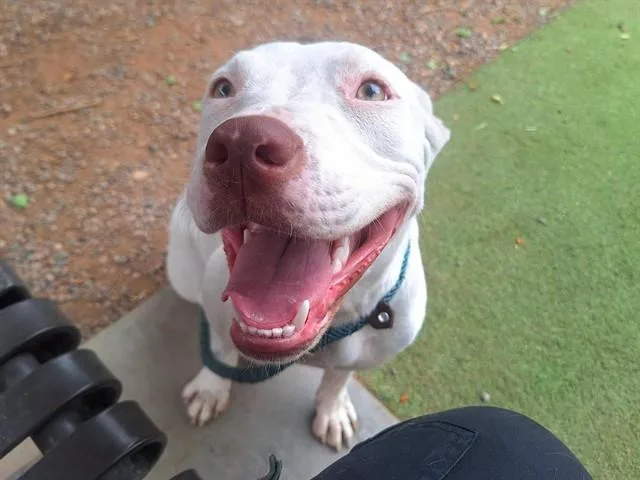 A young large-sized female Pit Bull Terrier dog named Fable for adoption in Phoenix, AZ