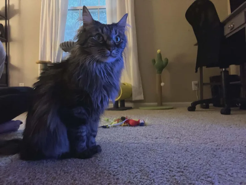 Holly Jolly thumbnail 2