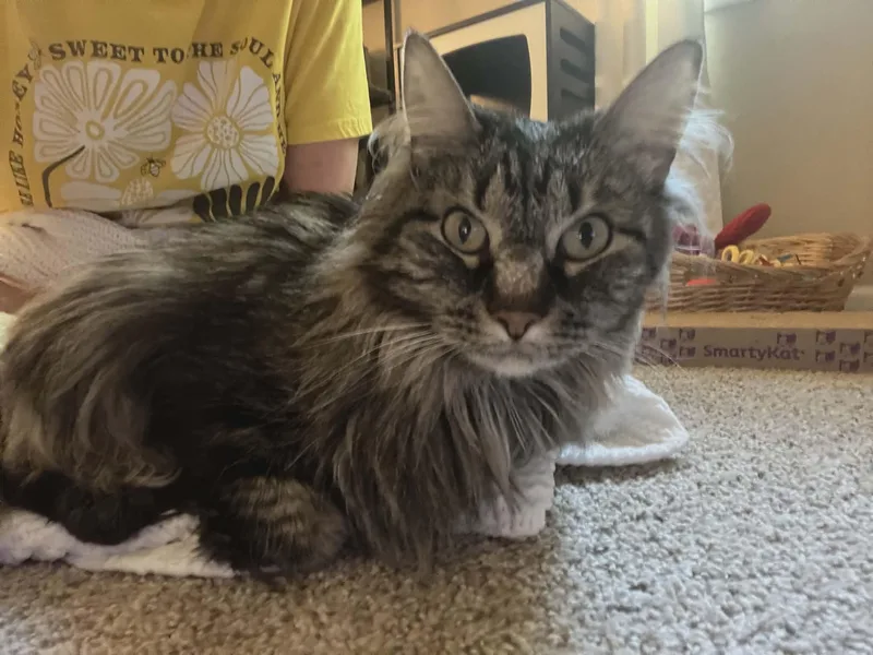 Holly Jolly thumbnail 3