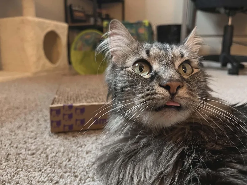 Holly Jolly thumbnail 4