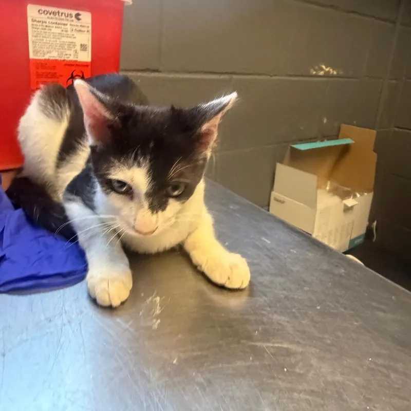 A baby medium-sized male Black Domestic Short Hair cat named TUSCStray___ for adoption in Tuscaloosa, AL